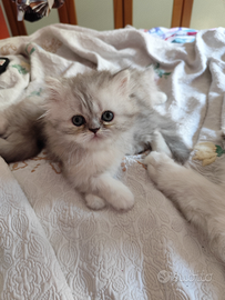 Cuccioli di gatto persiano