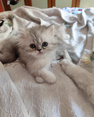 Cuccioli di gatto persiano