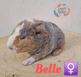 Cavia di razza con pedigree