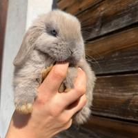 Coniglio nano Minilop