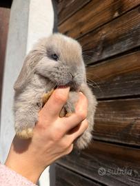 Coniglio nano Minilop