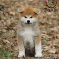 Cuccioli di AKITA INU