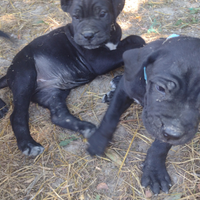 Cuccioli cane corso