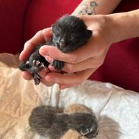 Gattini europei sani e seguiti dal veterinario