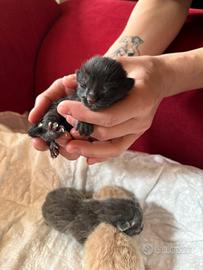 Gattini europei sani e seguiti dal veterinario