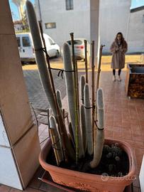 Vaso con composizione di piante grasse Giganti