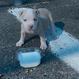 Cuccioli di pitbull