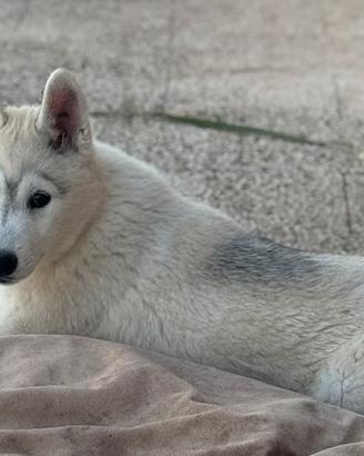 Siberian husky