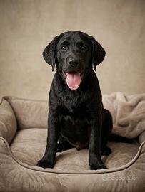 Labrador pedigree