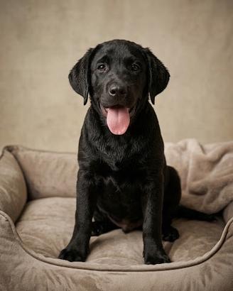 Labrador pedigree
