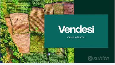 Badia polesine: campi agricoli