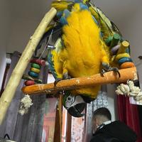 Pappagallo ararauna