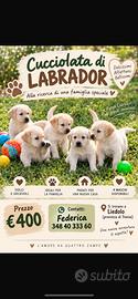 Labrador