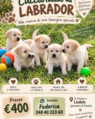 Labrador