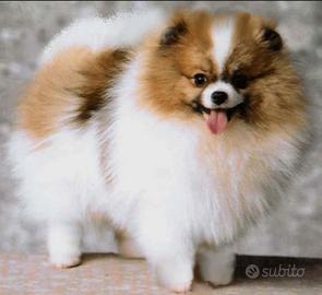 Spitz di pomerania nano