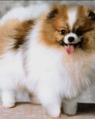 Spitz di pomerania nano