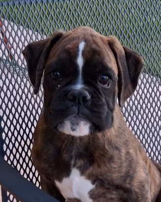 Boxer cuccioli