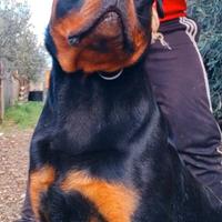 Cucciolone rottweiler