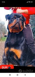 Cucciolone rottweiler