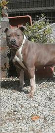 Amstaff blu