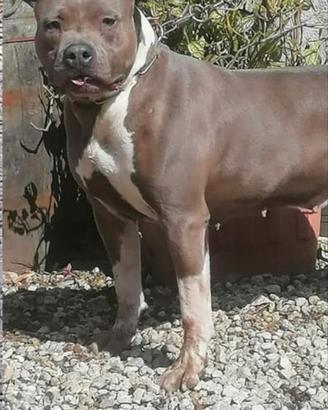 Amstaff blu