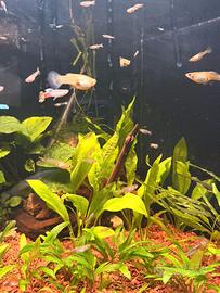 Guppy femmina mix size