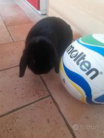 Coniglio minilop nero