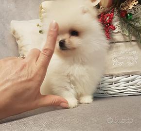 "mini" pomerania total white linee americane