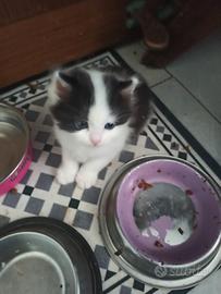 Gattini Scottish Straight