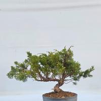 prebonsai di ginepro kishu disponibile spedisco 