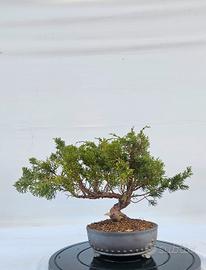 prebonsai di ginepro kishu disponibile spedisco 