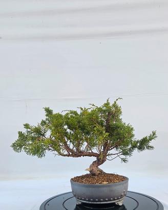 prebonsai di ginepro kishu disponibile spedisco 