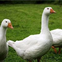 Oche del Campidoglio