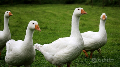 Oche del Campidoglio