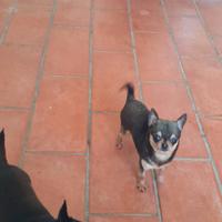 Chihuahua mini toy