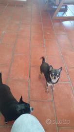 Chihuahua mini toy