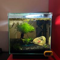 Acquario 20 litri maturo e avviato con neocaridine