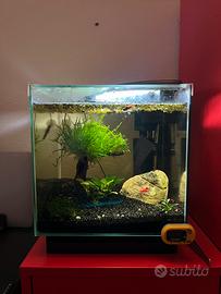 Acquario 20 litri maturo e avviato con neocaridine