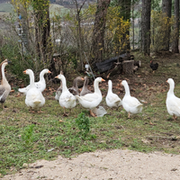 Oche, scambi con altri animali