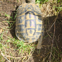 Tartaruga Da terra HH