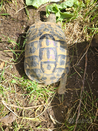 Tartaruga Da terra HH