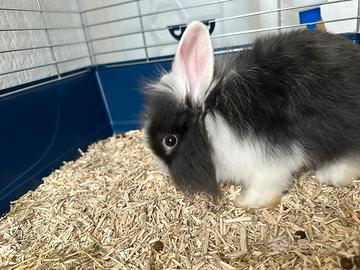 Coniglio Testa di Leone