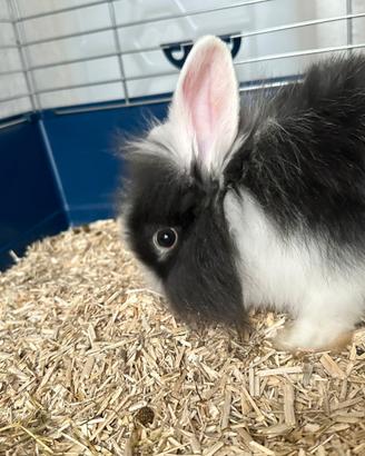 Coniglio Testa di Leone