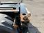 Immagine 12