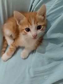 Maine coon mix