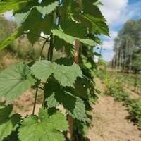 Piantine Luppolo varietà Cascade