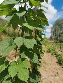 Piantine Luppolo varietà Cascade