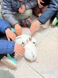 Coniglio nano testa di leone