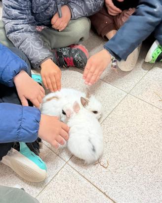 Coniglio nano testa di leone