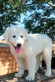 Pastore abruzzese maremmano